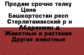 Продам срочно телку › Цена ­ 36 000 - Башкортостан респ., Стерлитамакский р-н, Абдрахман д. Животные и растения » Другие животные   